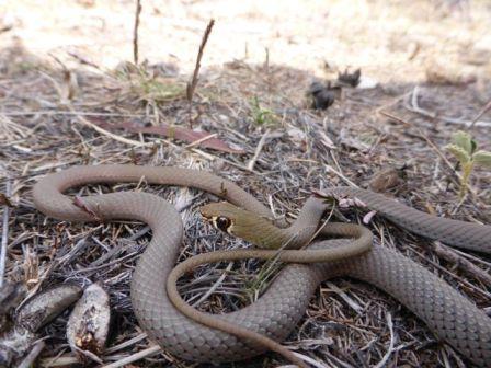 Pimpama Yellow-faced Whip Snake