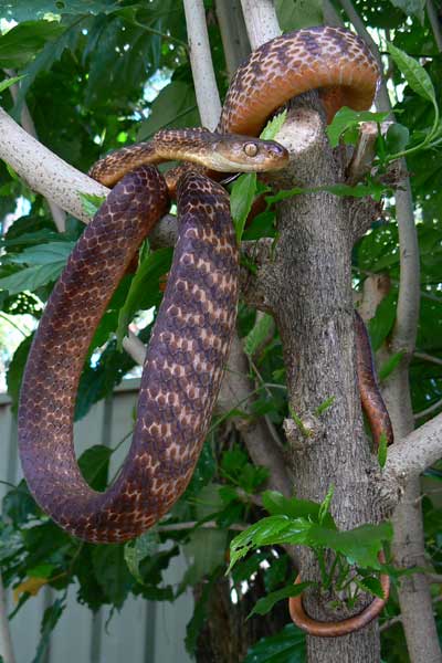 Brown Tree Snake Tamborine