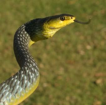 Nerang Common Tree Snake
