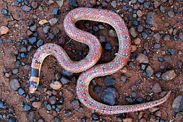 Australian Coral Snake with its unique colour and patterning and shovel shaped nose