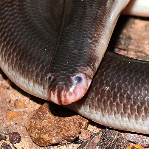 Blind snake profile pic of head