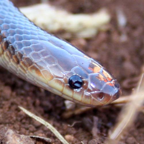 Carpentaria snake profile pic of head