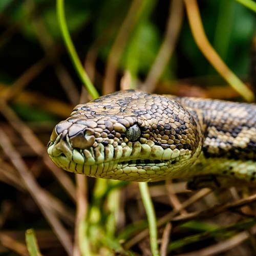 Coastal Carpet python profile pic of head
