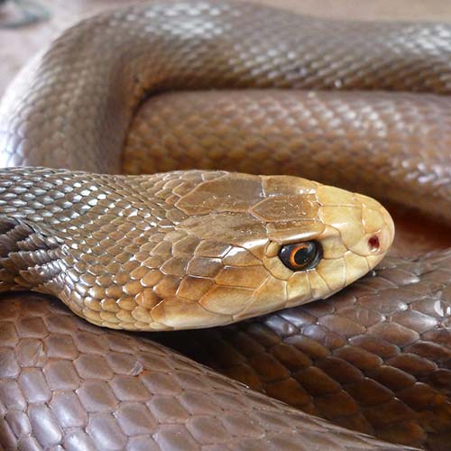 Coastal taipan profile pic of head