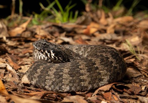 Common Death Adder in leaf litter