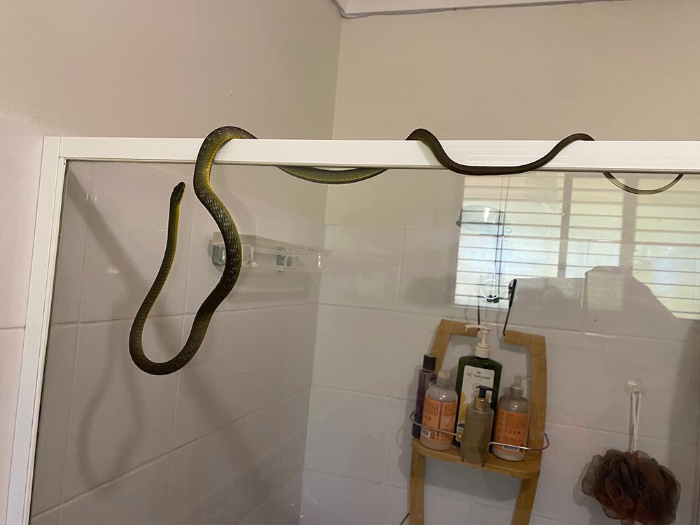 Common tree snake on a shower screen