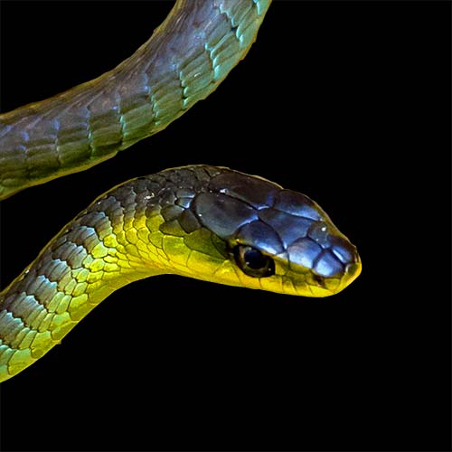 Common tree snake profile pic of head