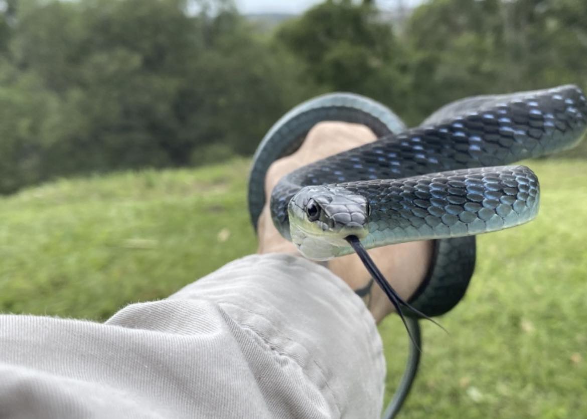 Common tree snake being held by one of our catchers