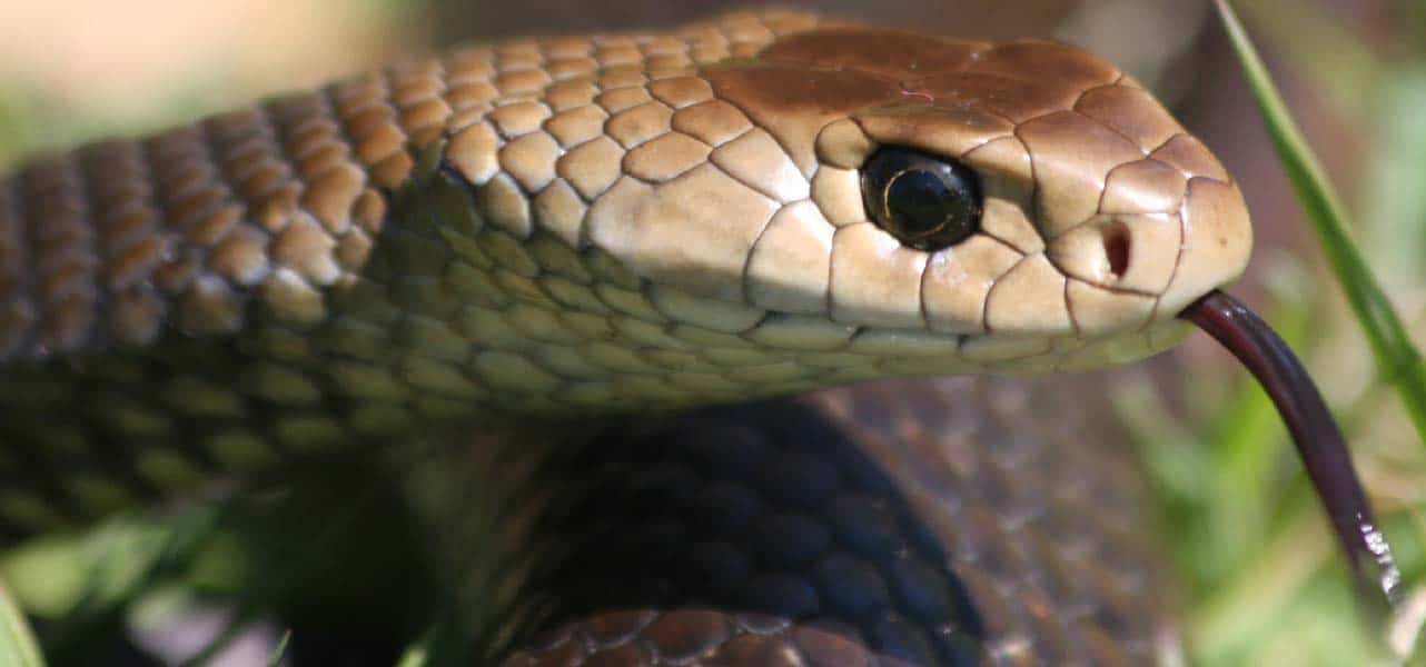 Eastern Browns snake close up of head