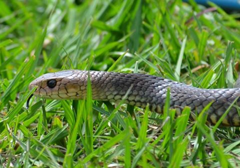 Eastern Brown snake