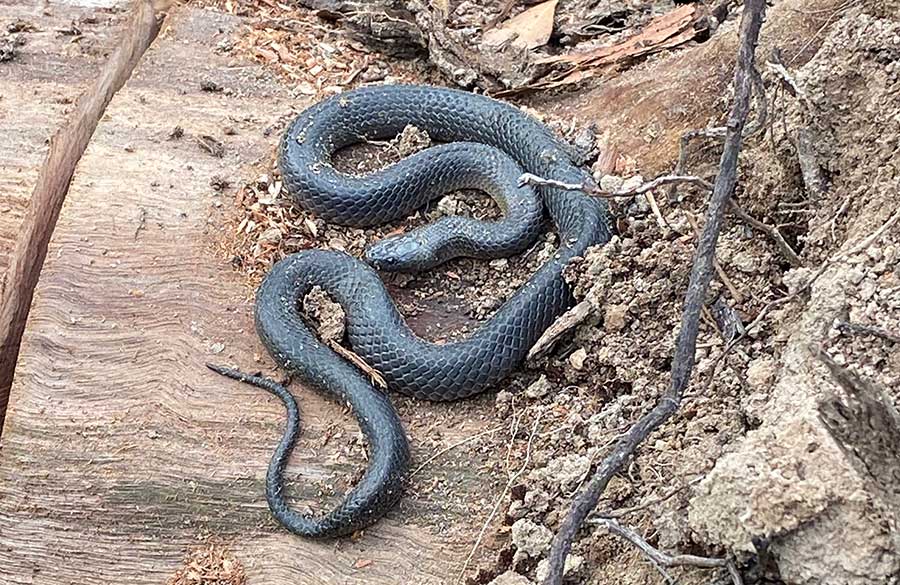 Eastern Small-eyed snake Royston QLD