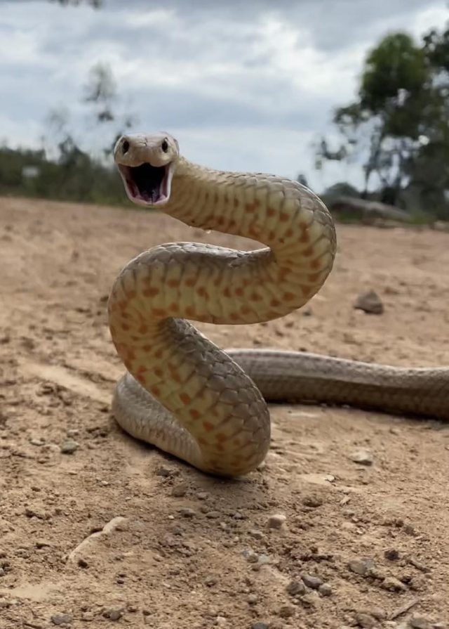 Eastern Brown snake posted on Facebook