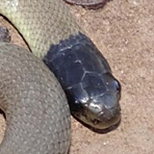 Grey snake profile pic of head