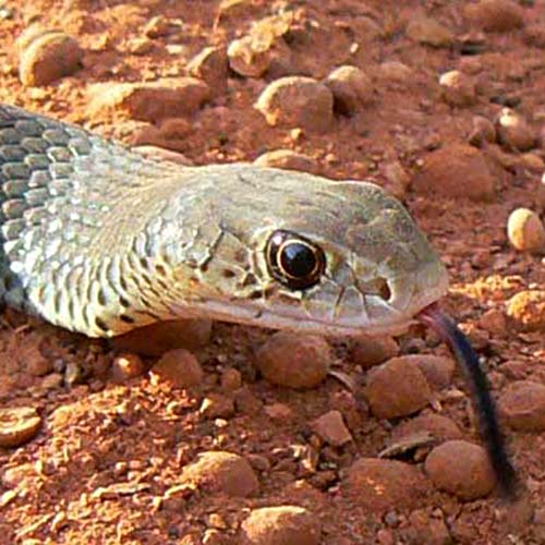 Lesser black whip snake profile pic of head