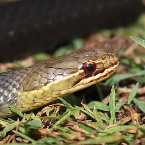 Marsh snake profile pic of head