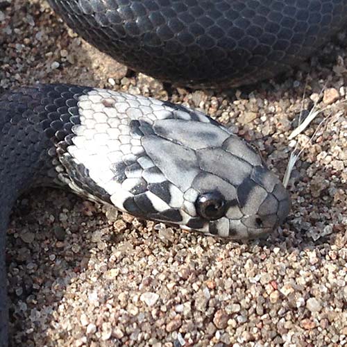 Pale-headed snake profile pic of head