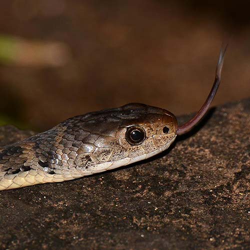 Rough-scaled snake profile pic of head