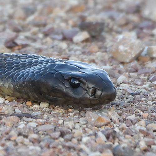 Spotted black snake profile pic of head