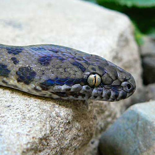 Spotted python profile pic of head
