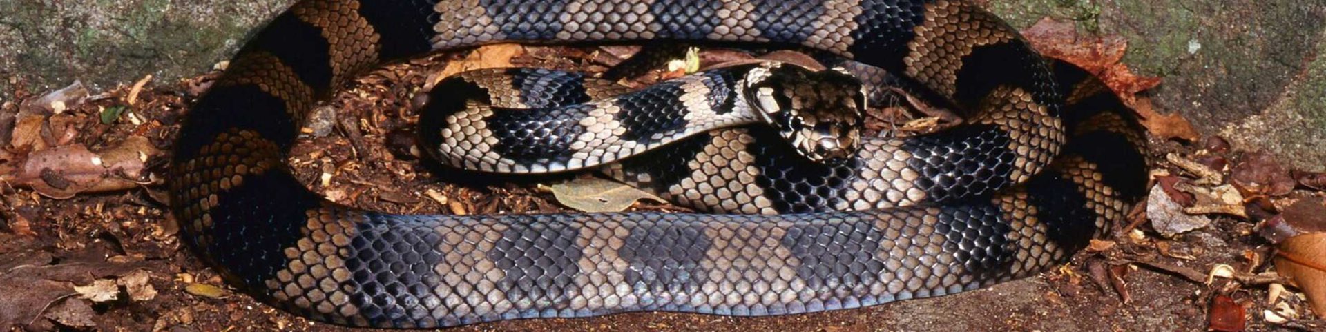 Stephens Banded snake coiled up on forest floor