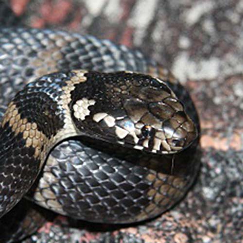 Stephen's banded snake profile pic of head