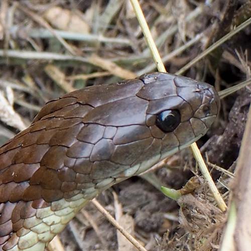 Tiger snake profile pic of head