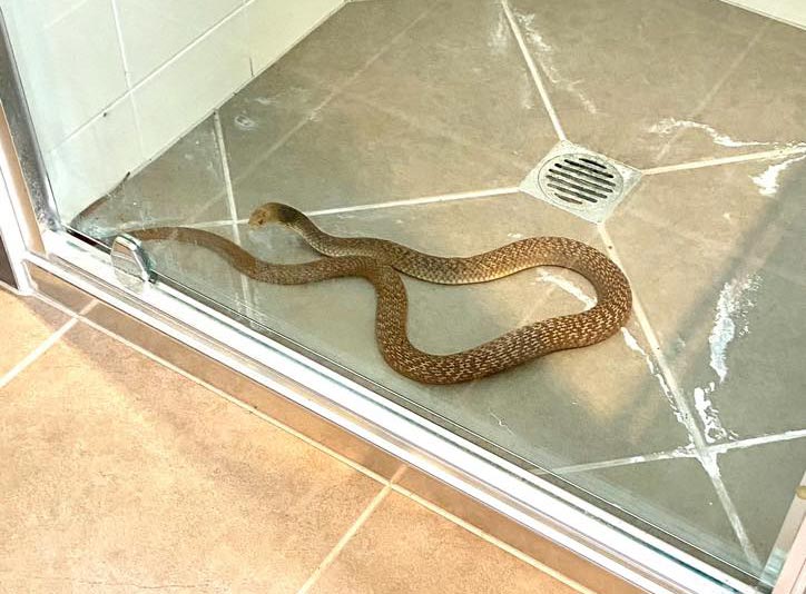 a highly venomous Eastern Brown in a shower