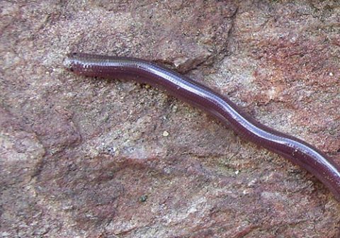 Blind snake