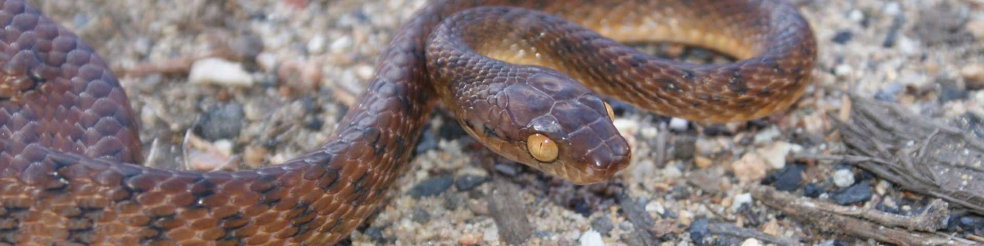 Brown Tree Snake on driveway