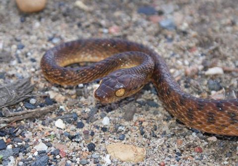 Brown Tree snake