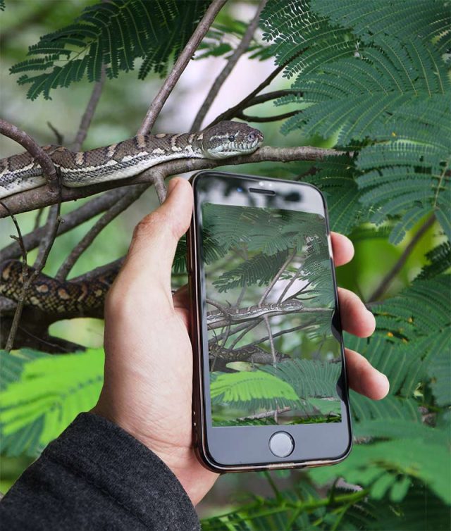 Mans hand holding mobile phone taking photo fo snake in tree to send in for Photo ID