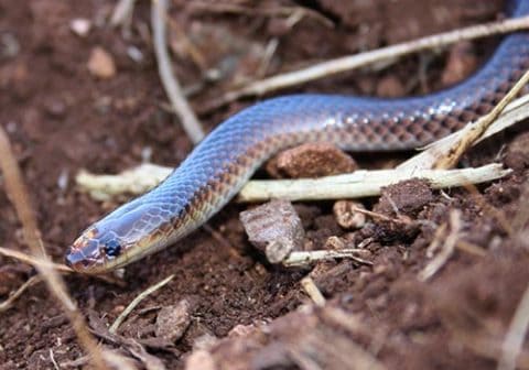 Carpentaria Snake