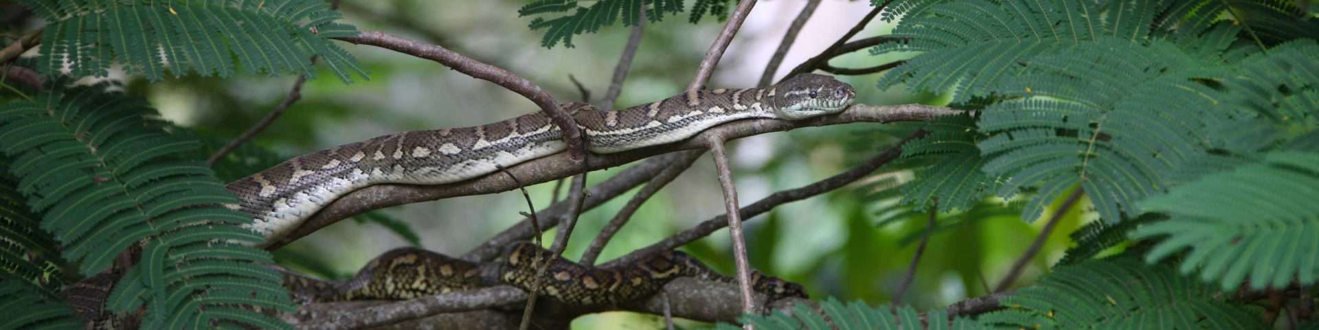 Coastal Carpet Python climbing in Poinciana tree