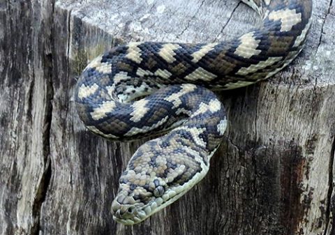 Coastal Carpet Python