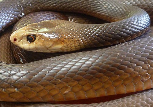 Coastal Taipan