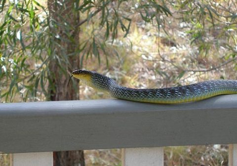 Common Tree snake