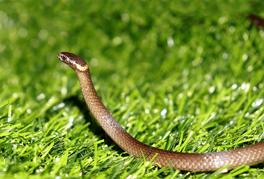 Southern Dwarf-crowned snake