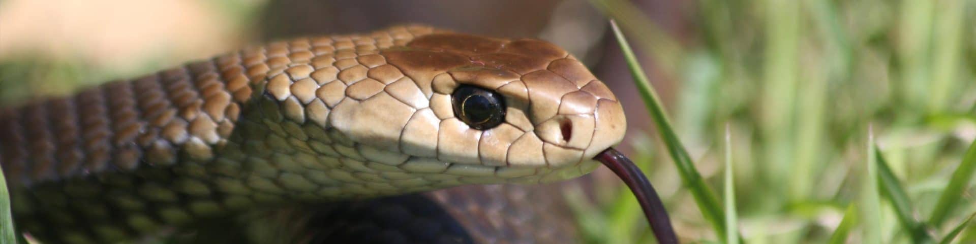 Eastern Brown snake close up of head in grass