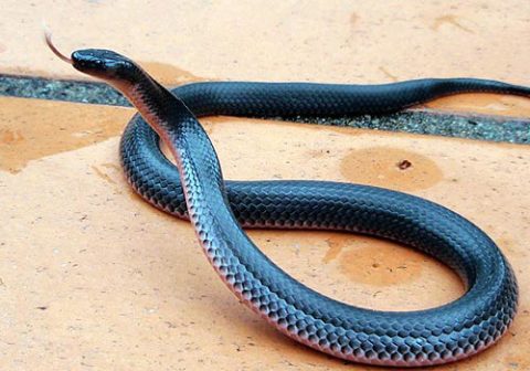 Eastern Small-eyed snake