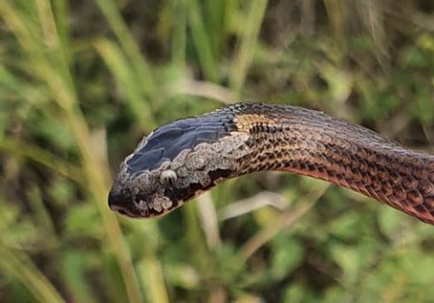 Golden Crowned snake