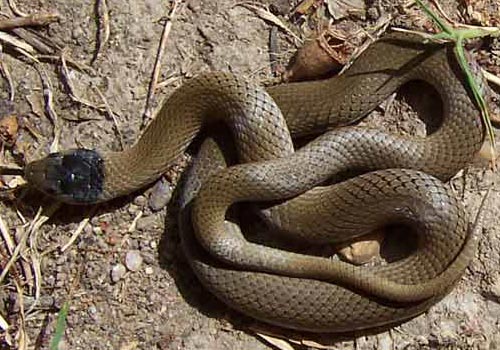 Grey snake (Hemiaspis damelii)