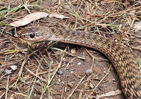 Keelback snake