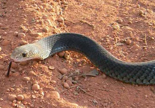 Lesser Black Whip snake (Demansia vestigiata)