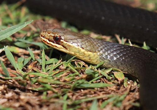 Marsh snake