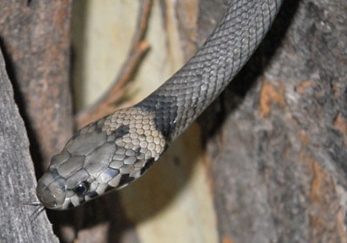 Pale-headed snake