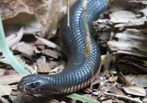 Red-bellied Black snake