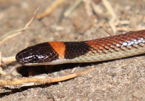 Red-naped snake