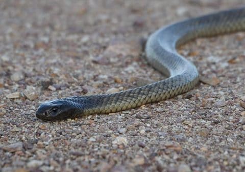 Spotted Black snake