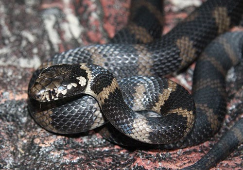 Stephens' Banded snake