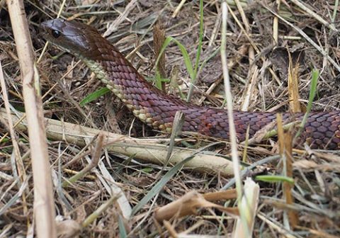 Tiger snake